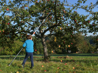 Auf dem Foto ist ein Kind zu sehen, dass mit einem Apfelerntegeräte Äpfel vom Baum schüttelt.