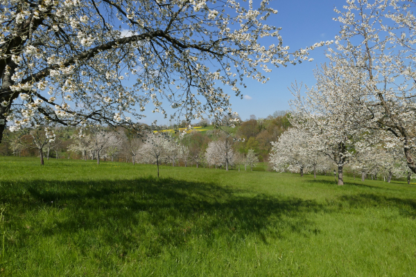 Auf dem Foto ist eine Streuobstwiese mit blühenden Bäumen zu sehen.