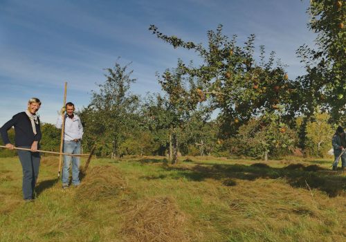 Die Streuobstwiese im Herbst während der Obsternte