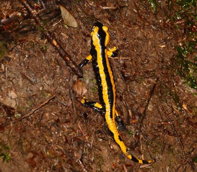Auf dem Foto ist ein Feuersalamander zu sehen.